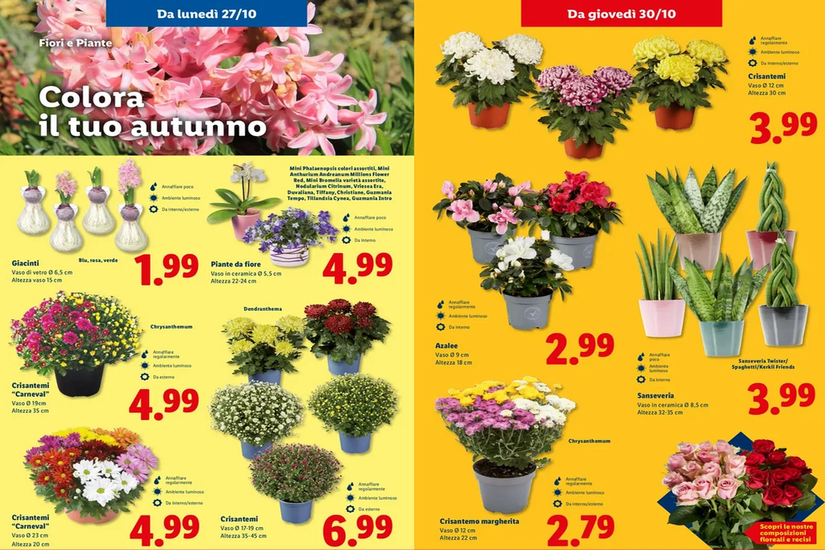 Lidl rilancia la stagione verde piante d’autunno in offerta per trasformare casa e balcone