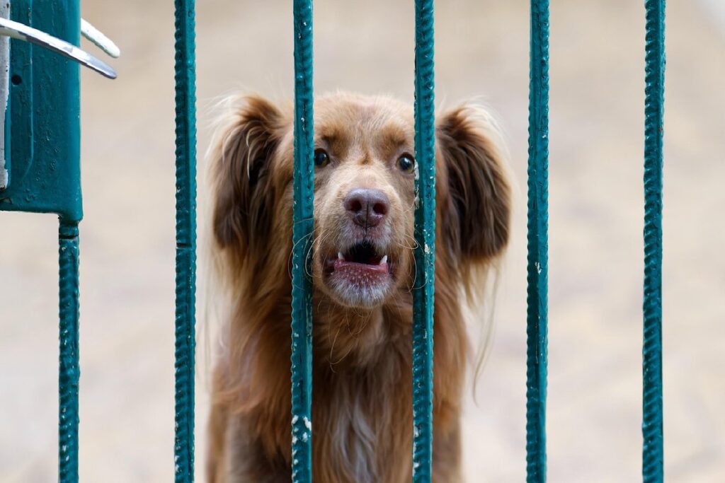 Un cane intento ad abbaiare