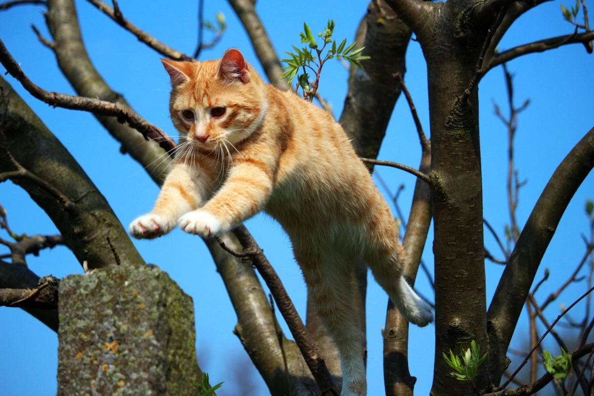 Un gatto su un albero