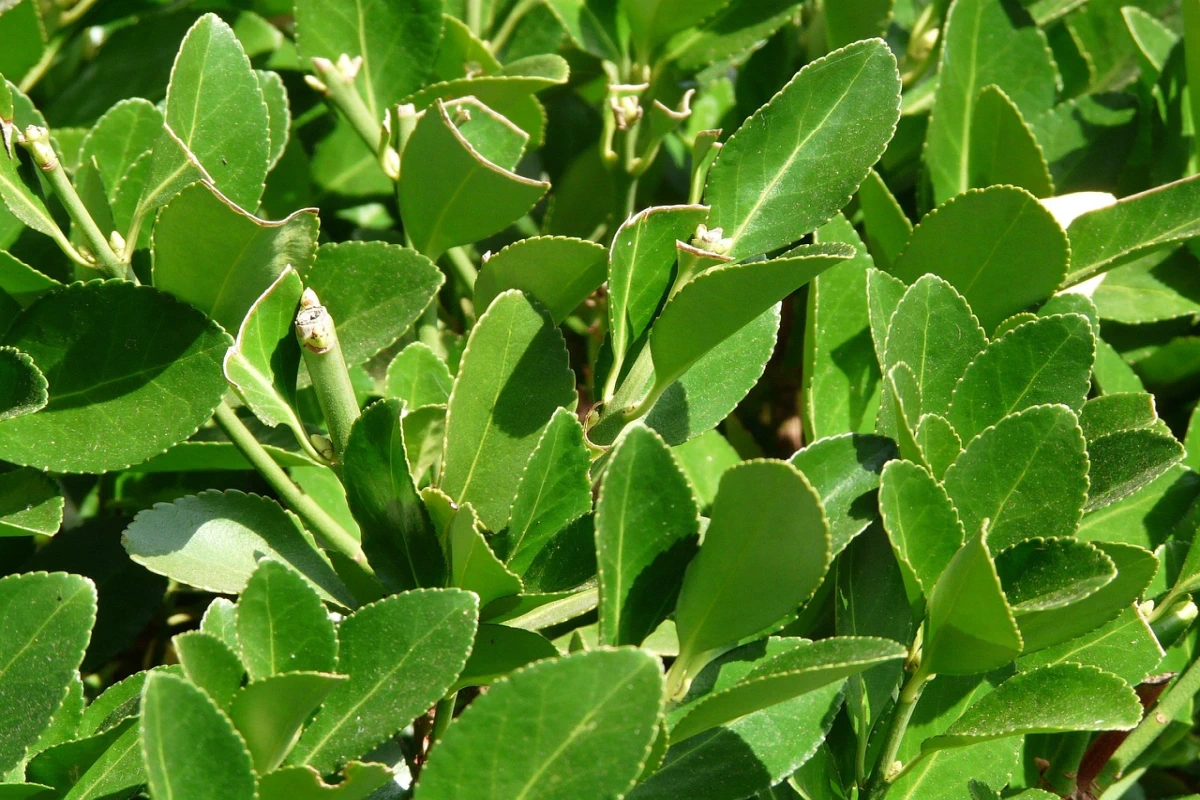 n terrazzo o in un giardino urbano la riuscita sta nelle combinazioni